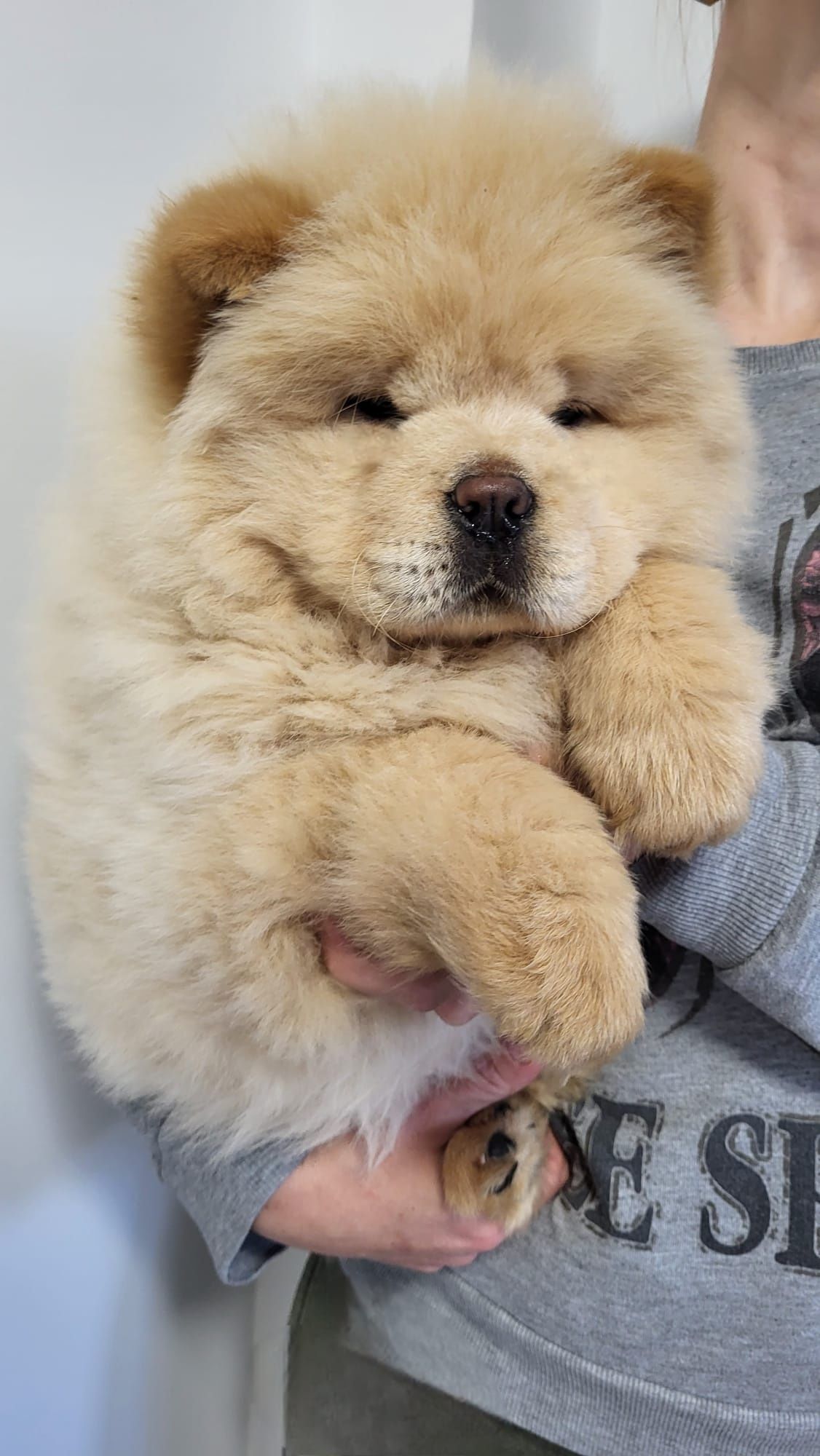 Chow chow piesek,