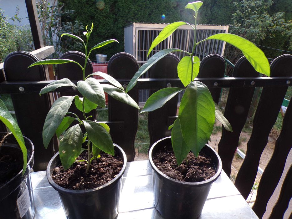 Sadzonka cytryny w doniczce mango awokado