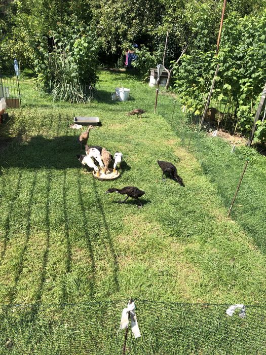 Kaczki biegusy 3 miesięczne