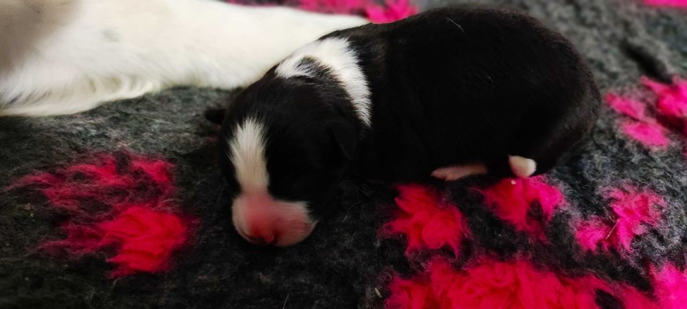 Border Collie ZKwP/FCI