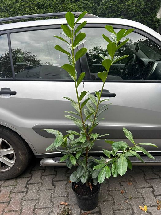Laurowiśnia novita  duże sadzonki 100-120cm
