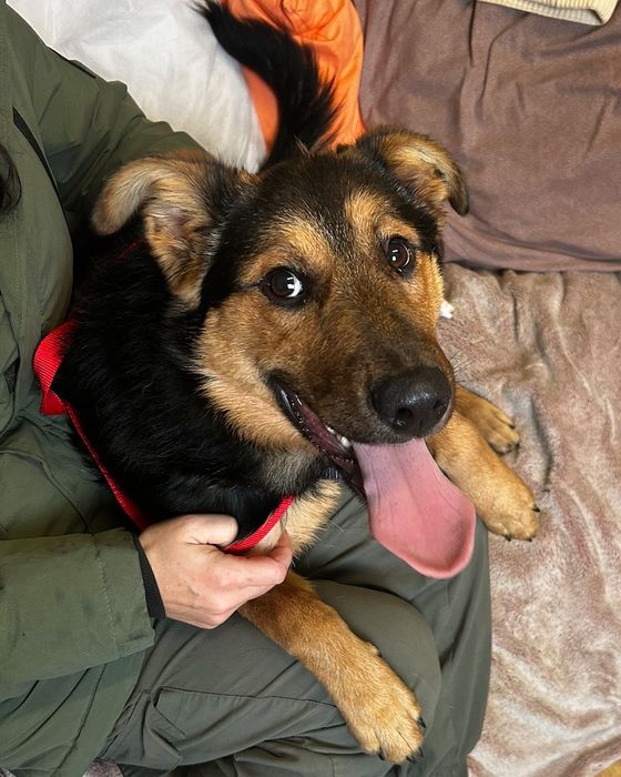 Suczka do adopcji SELENA