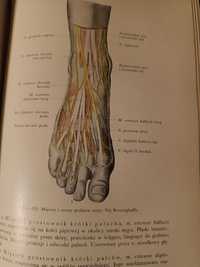 Anatomia człowieka pod redakcją W. Sylwanowicza, stan idealny.