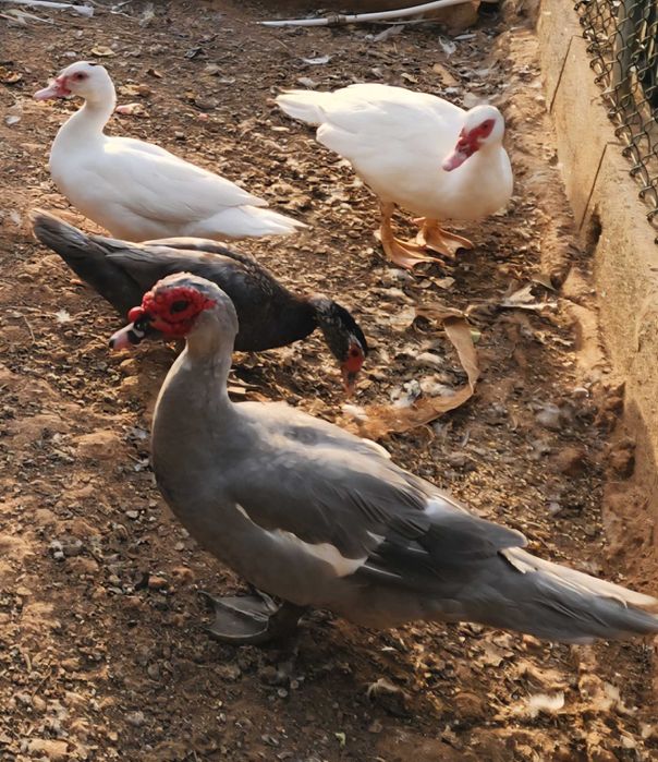 Ganso toulouse e patos mudos castanhos, cinza e branco