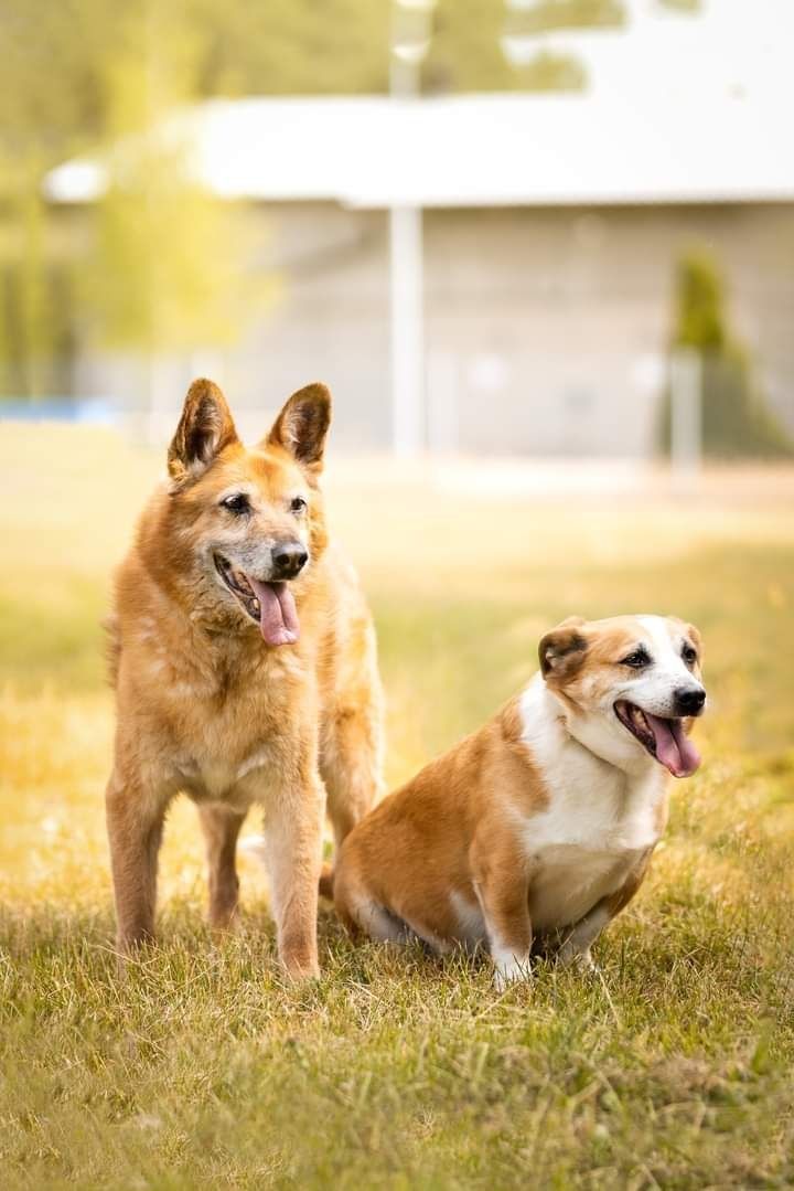 Piękny i bardzo kochany psiak szuka Dobrej Rodzinki Adopcyjnej!