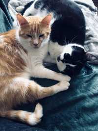 Koty do wspólnej adopcji