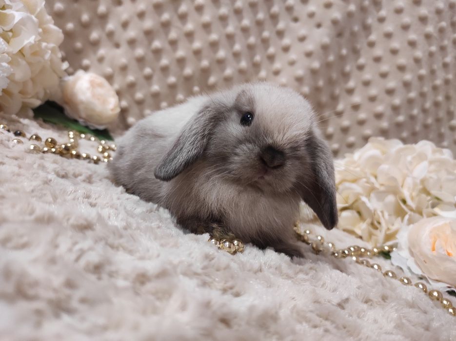 Maluszki z WYPRAWKĄ Śliczne Króliczki Karzełki Baranki Mini Lop