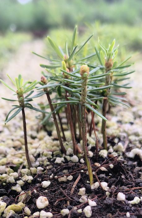 Jodła koreańska - abies koreana sadzonki