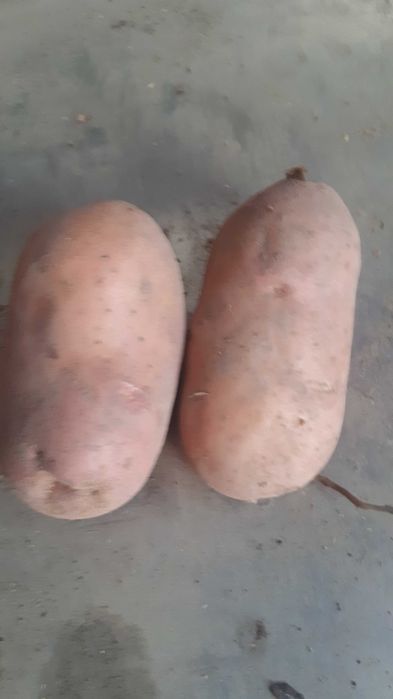 Ziemniaki bellarosa