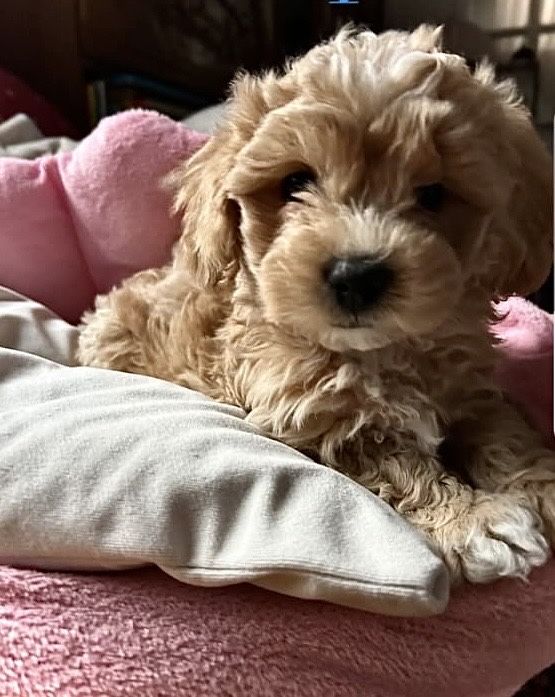 Maltipoo śliczna suczka