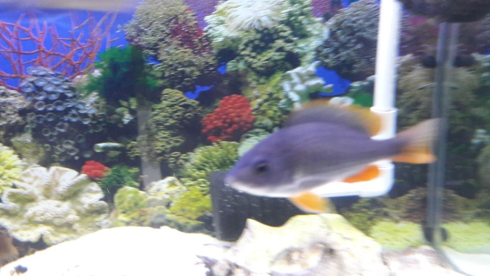 sprzedam pyszczaki copadichromis kadango red fin