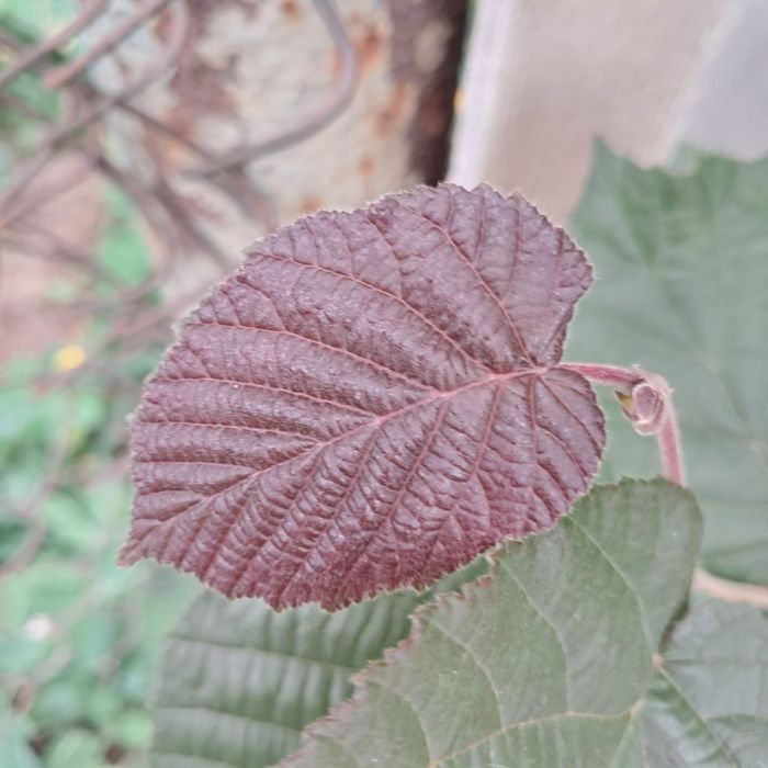 Фундук Саджанці без обману. Саженцы фундука