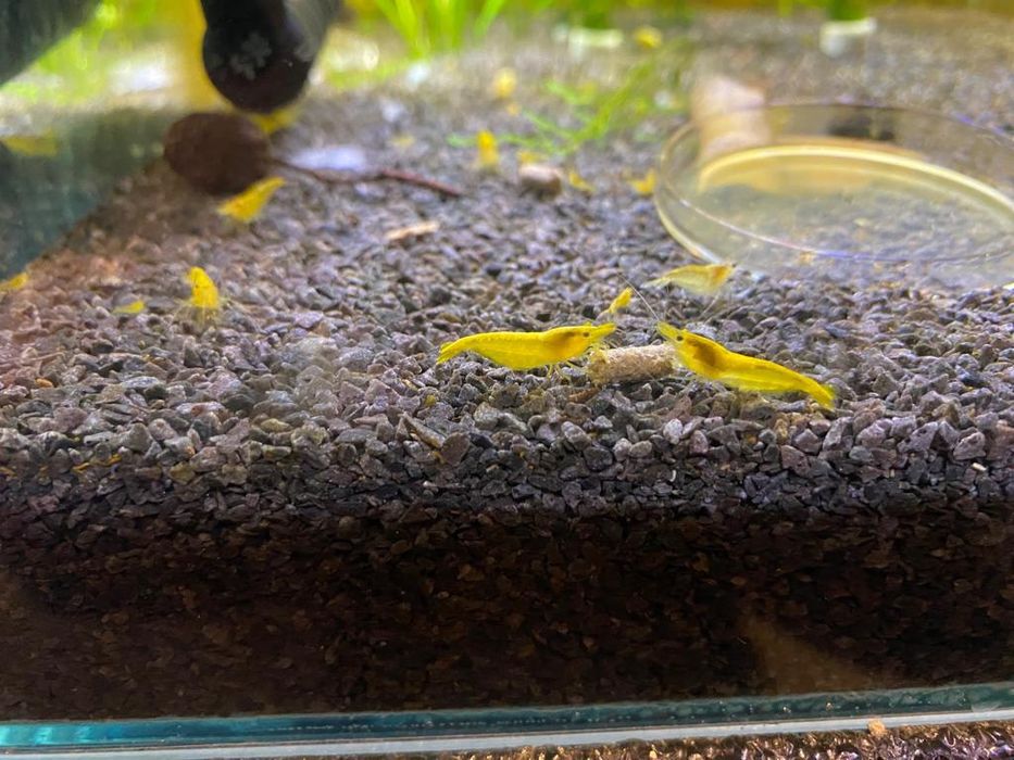 Krewetki Yellow Neon Neocaridina Żółte