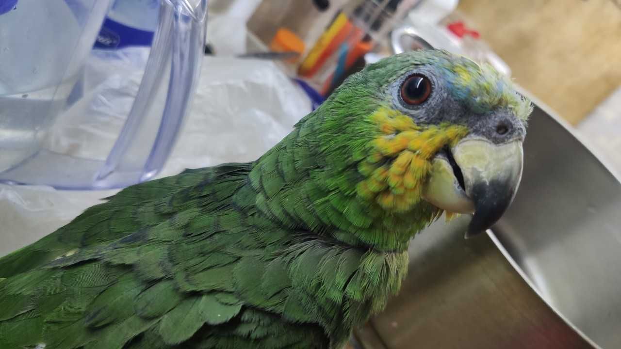 Зеленый попугай Амазон Венесуэльский, птенцы выкормыши