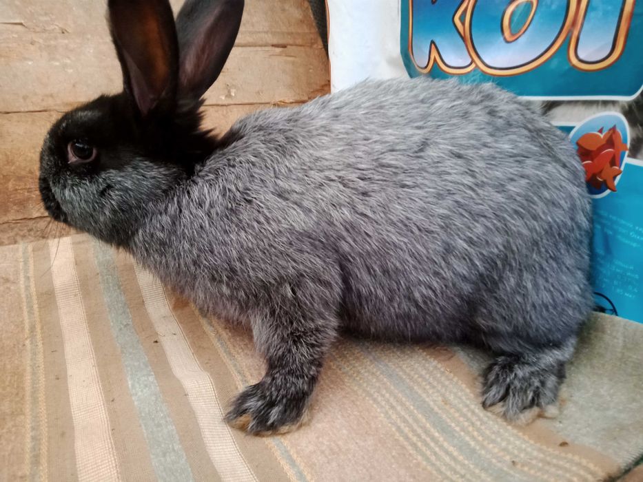 Кролики (КІТНІ КРОЛИЦІ) новозеландці, каліфорнійські ,полтавс. срібло