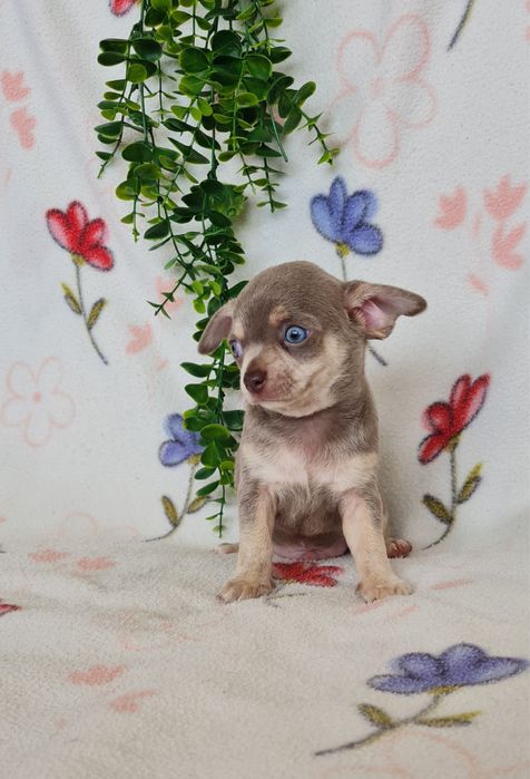Estupendo mini Lilac Tan Chihuahua/Chiuaua de Qualidade