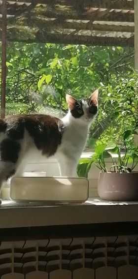 Primula -śliczna kotula czeka na dobrych ludzi -kot do adopcji