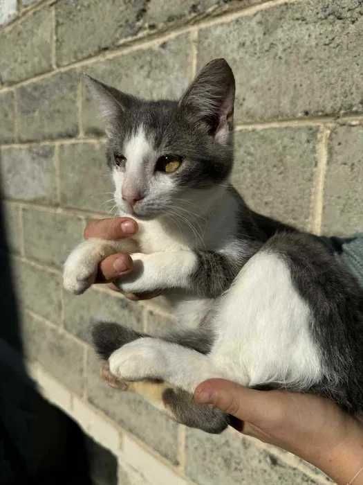 Kocie dziecko do pilnej adopcji