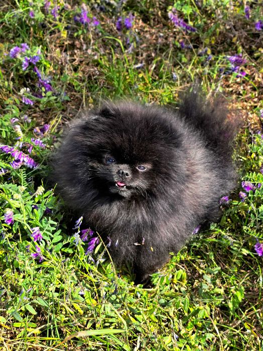 Reproduktor FCI ZKwP Pomeranian szpic miniaturowy