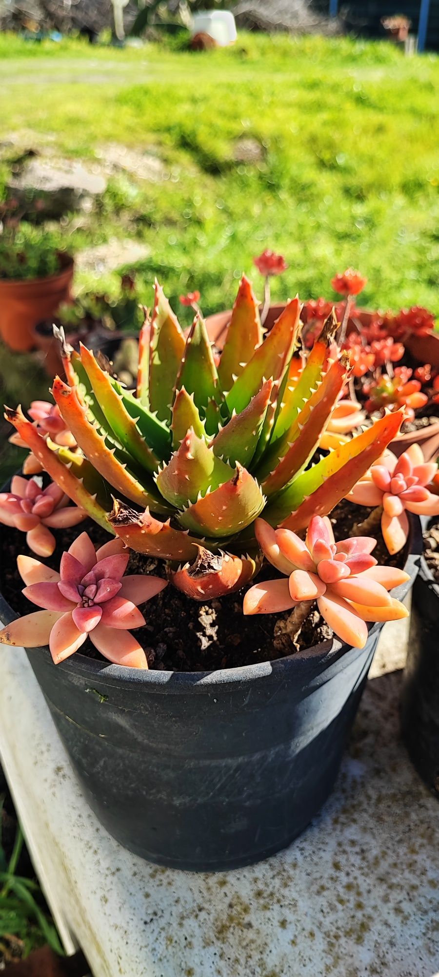 Planta suculenta