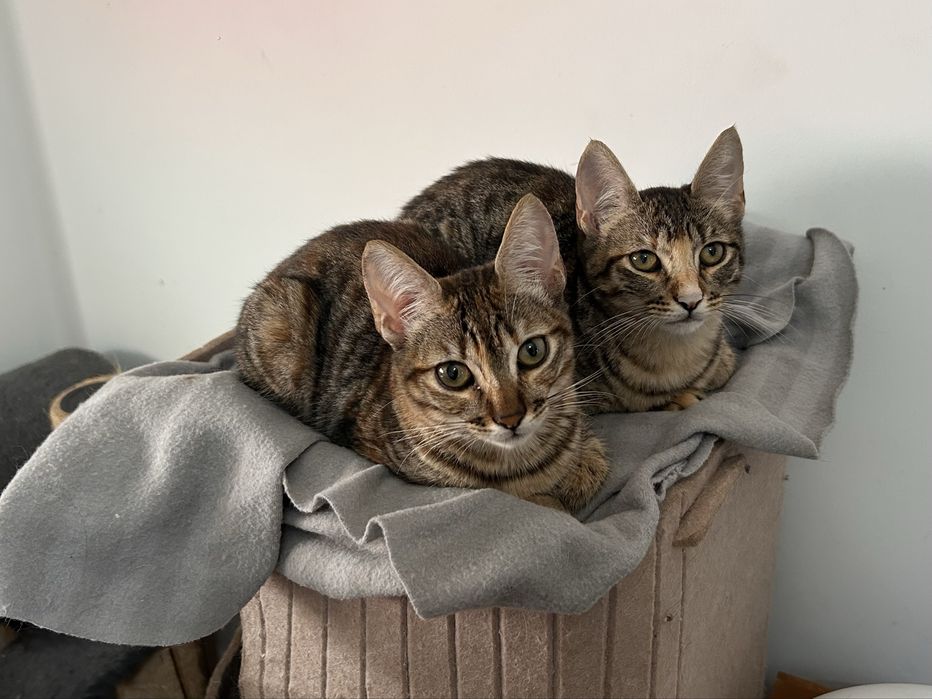 adoção de gatas urgente