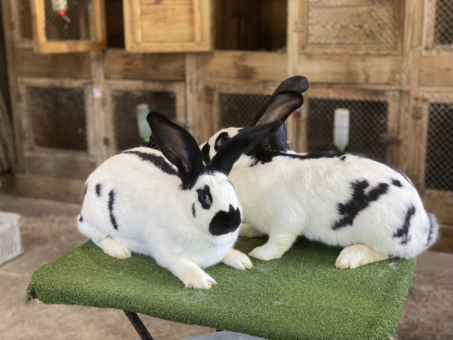 Olbrzym Belgijski i Olbrzym Srokacz z rodowodami