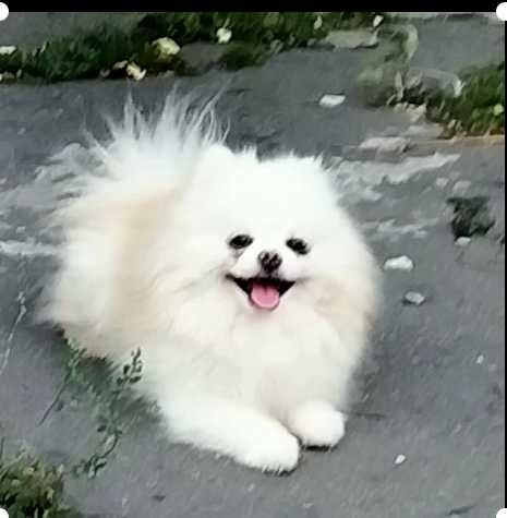 Шпиц, жених на вязку.