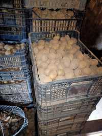 ziemniaki wielkość sadzeniaki jurek
