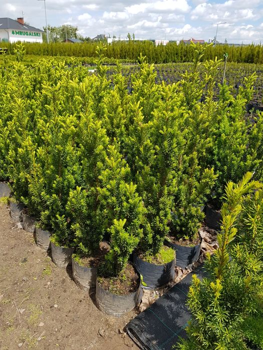 Cis Hicksii 140 cm Fastigiata 100 cm  Robusta Hatfieldi 60 taxus wojte