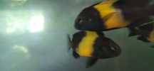Tropheus black bemba F2