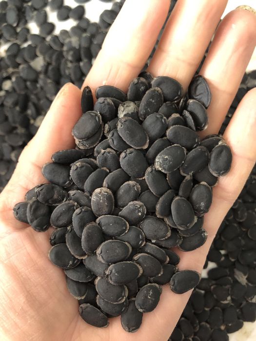 Насіння Люфи натуральна мочалка