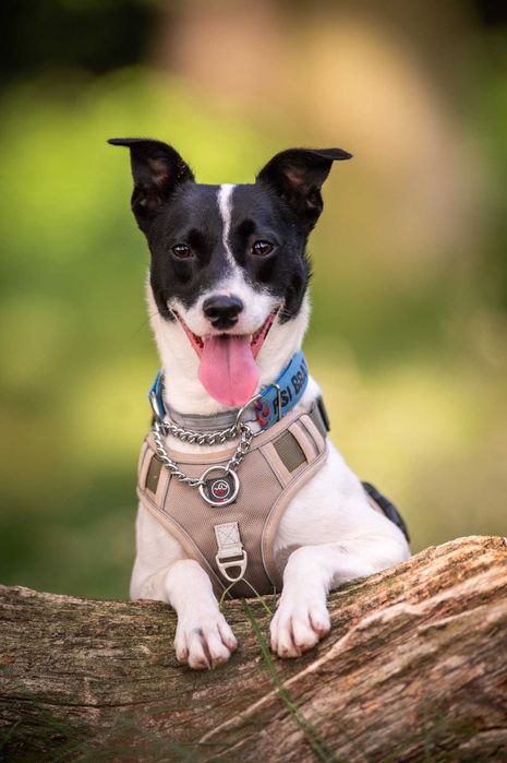 Modi – młody psiak szuka cierpliwego i spokojnego domu