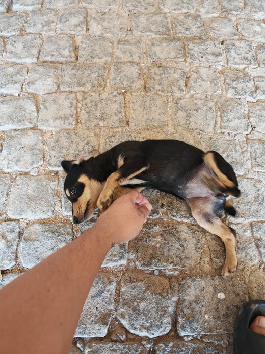 Adopção Cadelinha