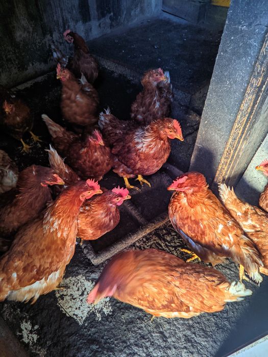 Galinhas Poedeiras Adultas