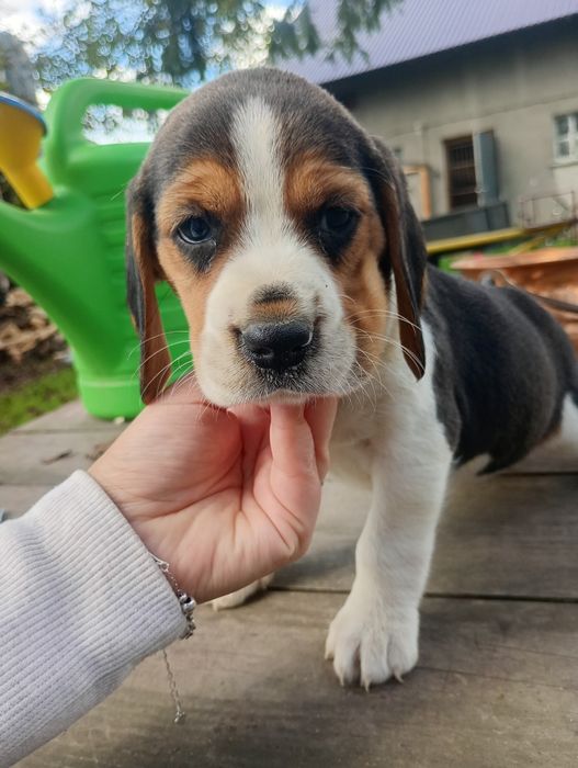 Piękna suczka Beagle