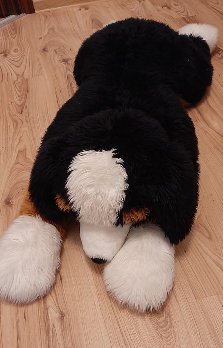 Berneński pies pasterski miś maskotka wielki 120cm