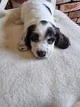 Cocker spaniel angielski śliczny szczeniaczek do odbioru