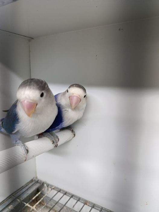 Casal agapórnis fischeris azuis