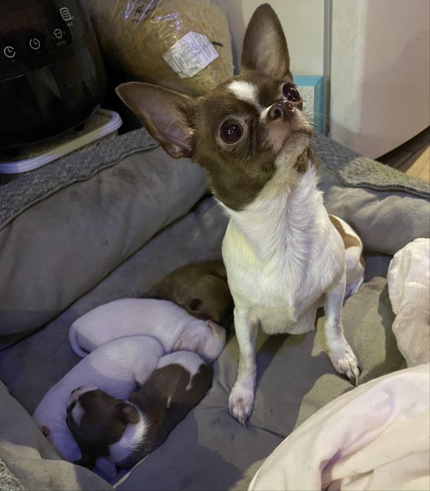 Бронь Щенков Чихуахуа