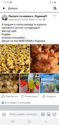 Качки муларди кури суточні