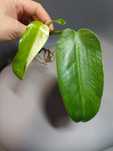 Philodendron Jose Buono