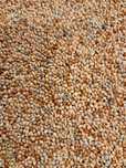 PROSO MIX  3,5 zł kg , 20 kg za 87,5 zł ,papuga,kanarek,zeberki
