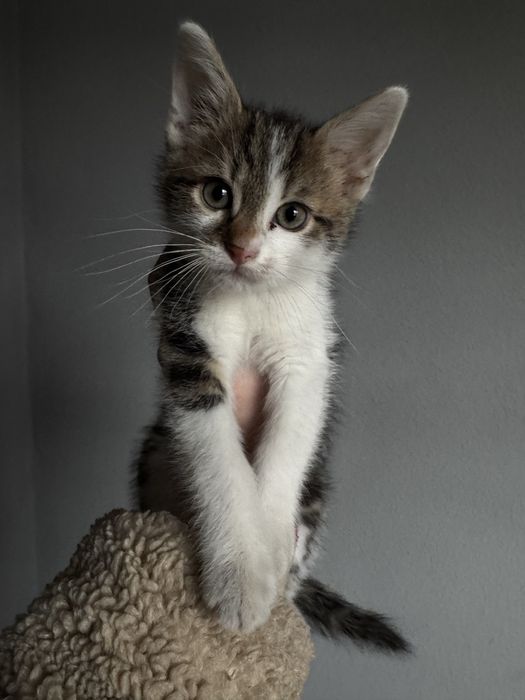 Kotek malutki za darmo.