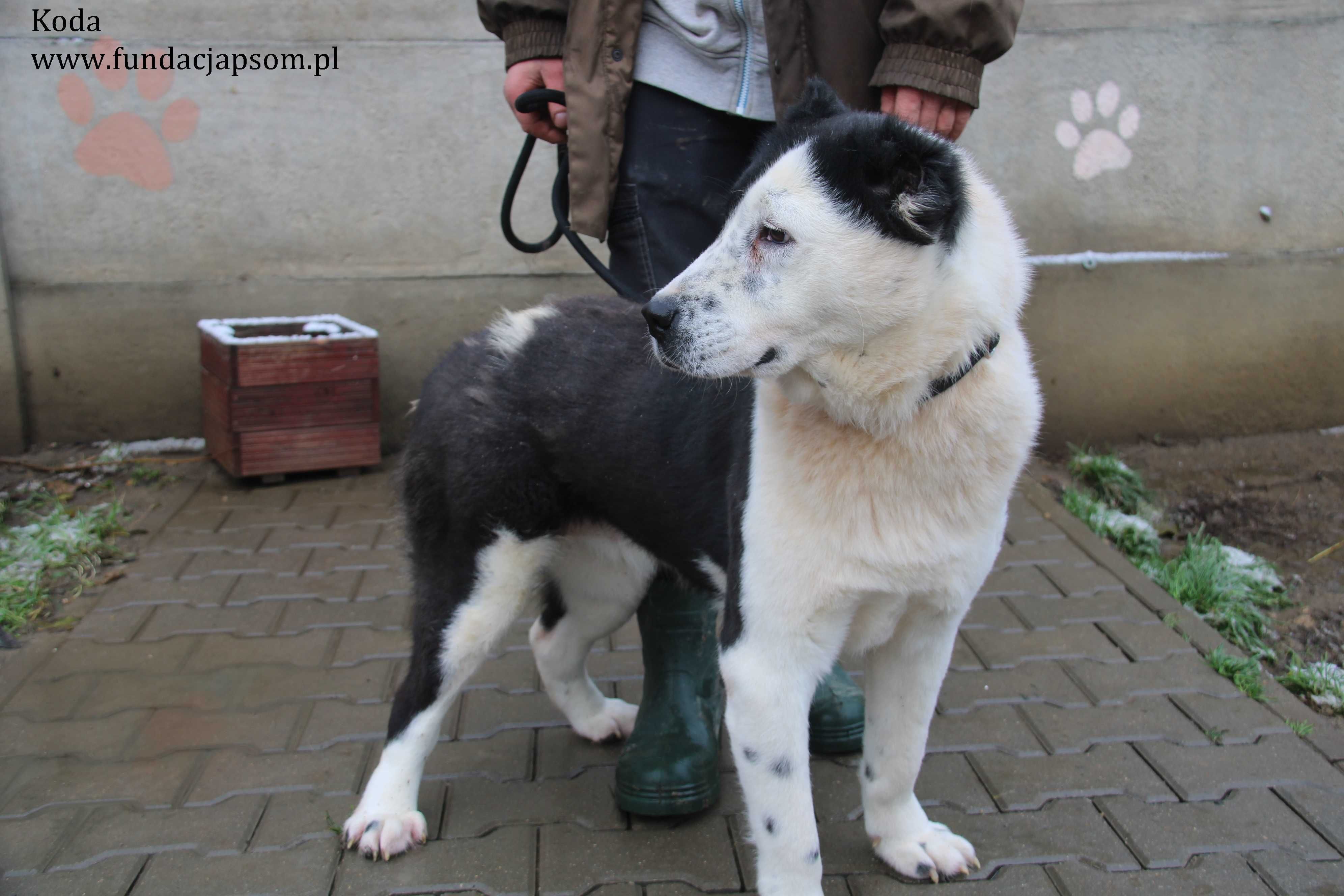 Koda, piękna i duża sunia czeka na wymarzony dom!