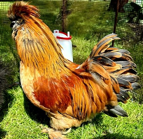 Silki naturalne ekologiczne kury pisklaki silki jedwabiste USA