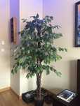 Planta Decorativa - 1.5 metros