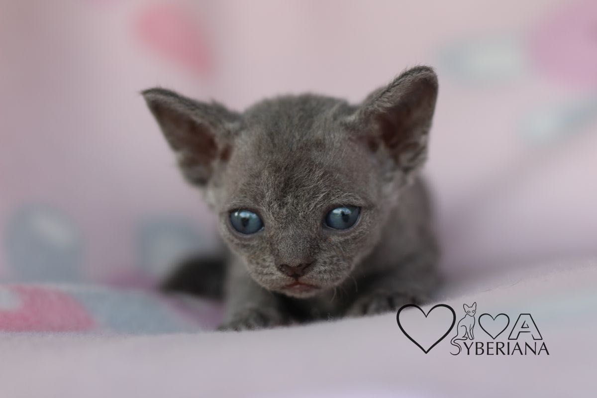 Niebieska koteczka Devon rex