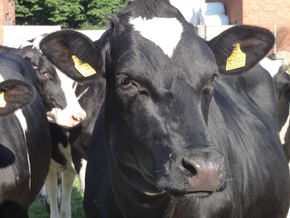 Krowy mleczne HO w I i II laktacji