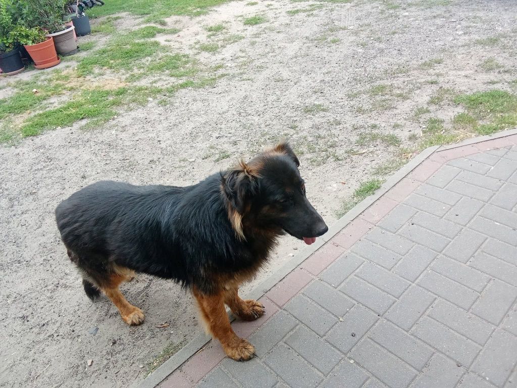 Luna młodziutka suczka owczarka niemieckiego