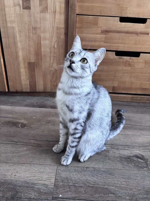 Кошеня єгипетської мау